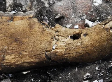 Hestekæbe fra stenalderen. Et fund fra Ginnerup, Djursland.