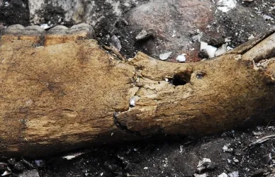 Hestekæbe fra stenalderen. Et fund fra Ginnerup, Djursland.